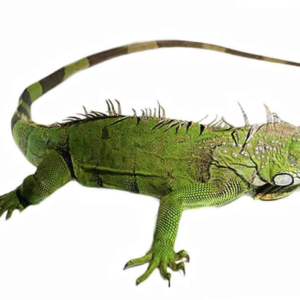 4-5 Foot Green Iguana