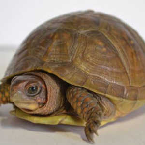 3 Toed Box Turtle