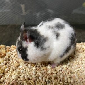 Dalmatian Bear Hamster