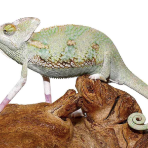 Translucent Veiled Chameleon (6-8 Inch)