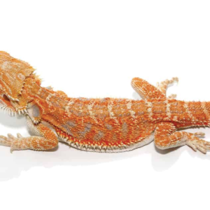 8-10 Inch Inferno Bearded Dragon