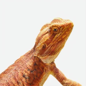 Hypo Witblits Male Bearded Dragon
