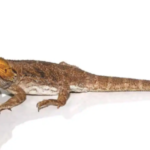 Adult Citrus Blue Bar Bearded Dragon