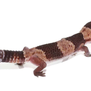 African Fat Tail Gecko