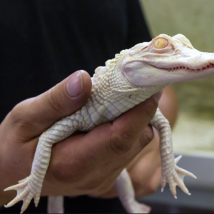 Albino Alligator For Sale