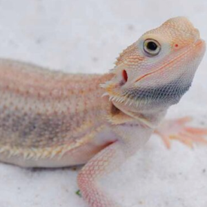 Hypo Witblits Bearded Dragon