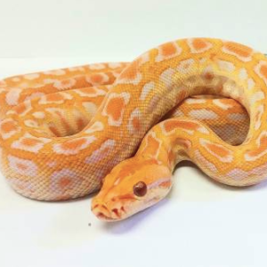 Albino Burmese Python