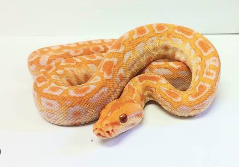 Albino Burmese Python