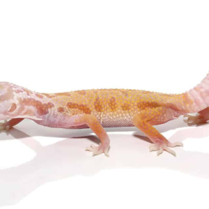 Albino Leucistic Leopard Gecko