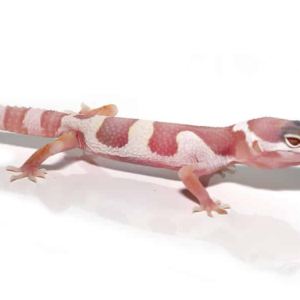 Albino Mack Snow Leopard Gecko