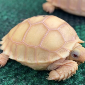 Albino Sulcata Tortoise