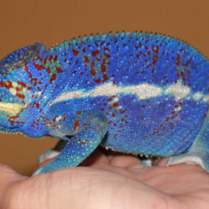 Ambanja Panther Chameleon