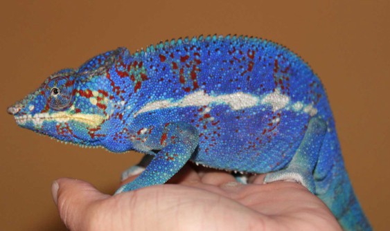 Ambanja Panther Chameleon