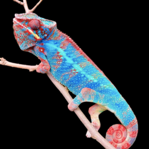 Ambilobe Panther Chameleon