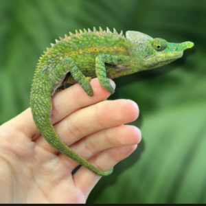 Antimena Chameleon