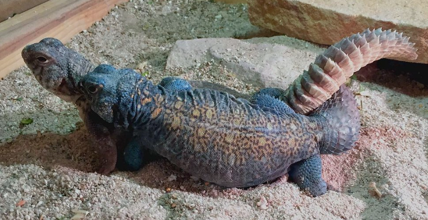 Arabian Blue Uromastyx