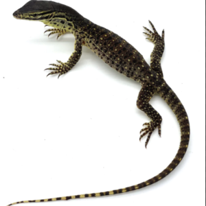 Baby Argus Monitor