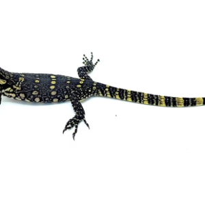 Asian Water Monitor