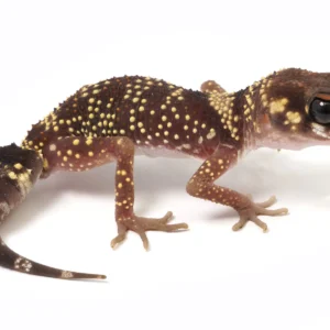 Australian Barking Gecko