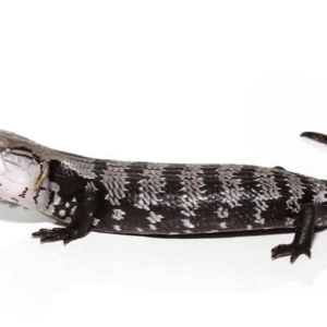 Axanthic Halmahera Blue Tongue Skink