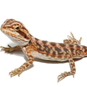 Baby Blue Bar Silky Bearded Dragon