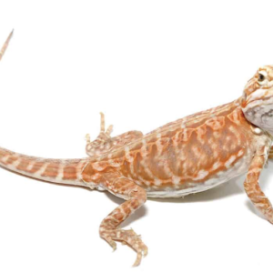 Baby Blue Bar Silky Inferno Hypo Bearded Dragon