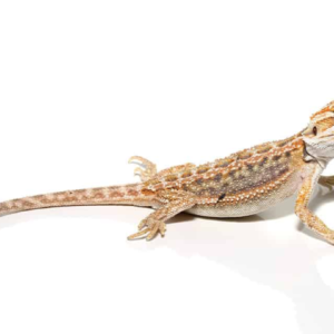Baby Hypo Inferno Blue Bar Bearded Dragon
