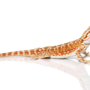 Baby Hypo Leatherback Bearded Dragon