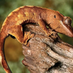 Baby Premium Crested Gecko