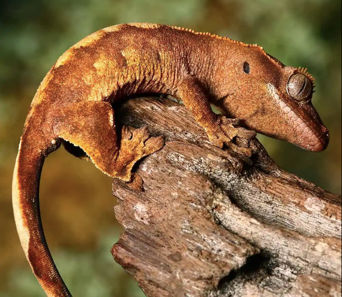 Baby Premium Crested Gecko