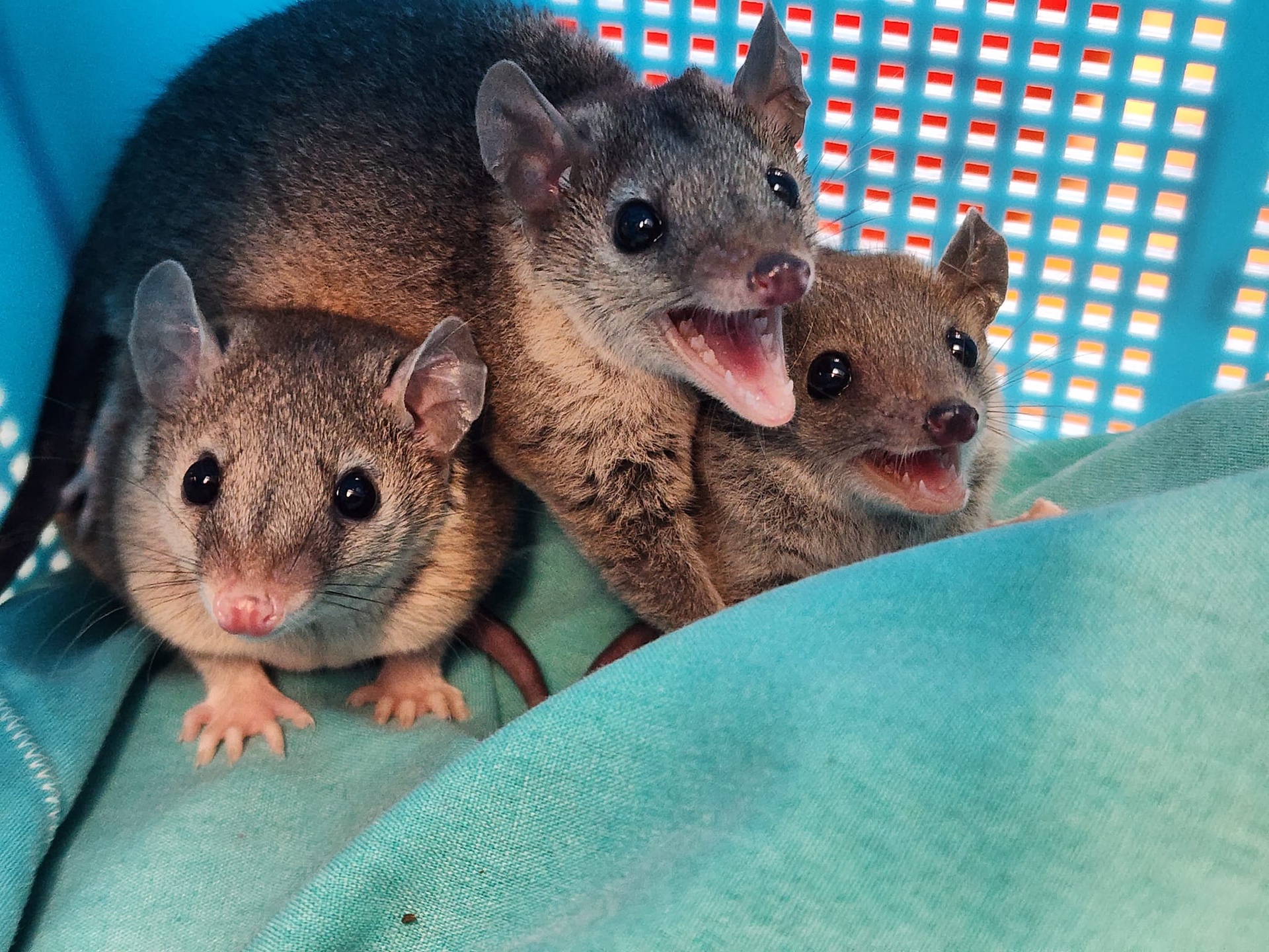Baby Short Tail Possums