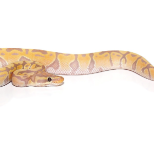 Banana Ball Python