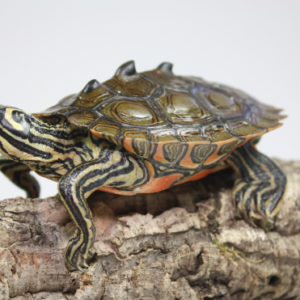Black Knobbed Map Turtle