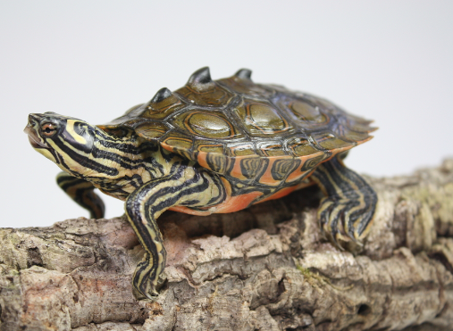Black Knobbed Map Turtle