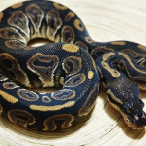Black Pastel Ball Python