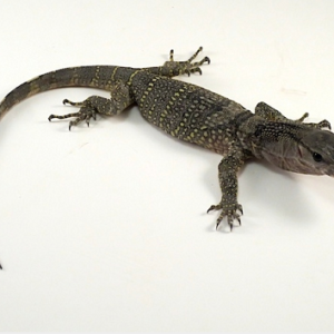 Black Roughneck Monitor