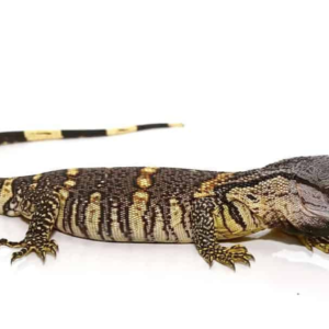 Black Throat Monitor