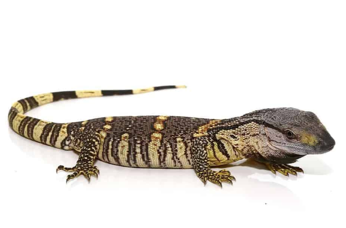 Black Throat Monitor