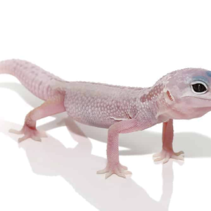 Blizzard Leopard Gecko
