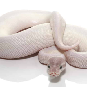 Blue Eye Leucistic Ball Python