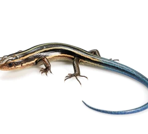 Blue Tail Skink