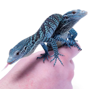 Blue Tree Monitor