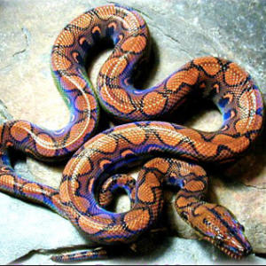 Columbian Rainbow Boa