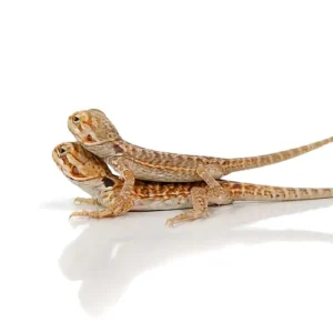 Baby Silky Bearded Dragons