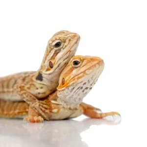 Fancy Colored Bearded Dragons