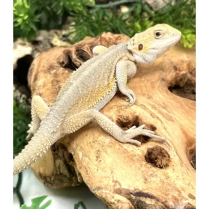 Hypo Witblits Female Bearded Dragon