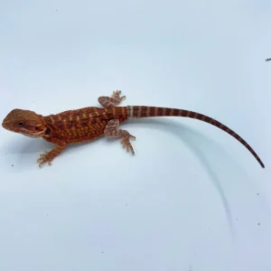 Red Hypo Translucent Bearded Dragon