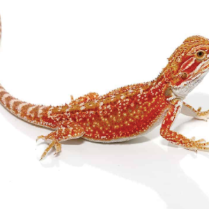 Inferno Bearded Dragon