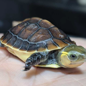 Chinese Box Turtle