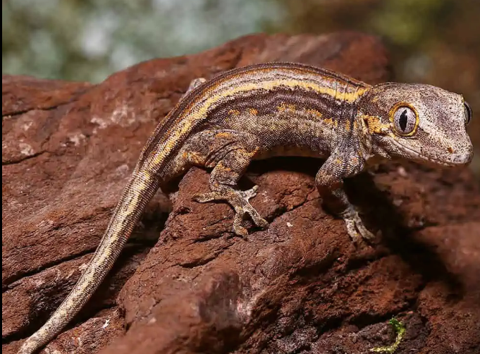 Colored Striped Gargoyle Gecko